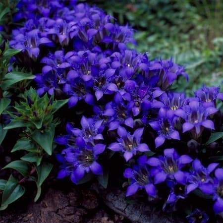 Sementes de Gentiana septemfida (Genciana de verão) - 20 sementes