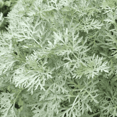 Sementes de Artemisia absinthium (Absinto) - 100 sementes