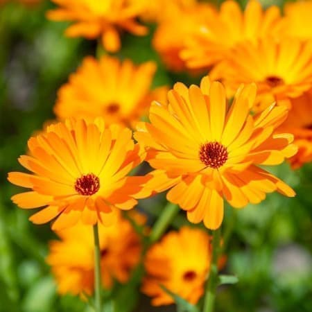 Sementes de Calendula officinalis (Calêndula) - 20 sementes