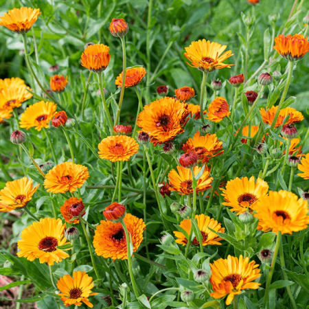 Sementes de Calendula officinalis (Calêndula) - 20 sementes
