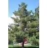 Pinheiro-escocês (Pinus sylvestris)