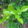 Lima-de-Caffir (Citrus hystrix)