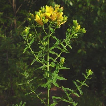 Sementes de Hypericum perforatum (Erva-de-São-João) - 100 sementes