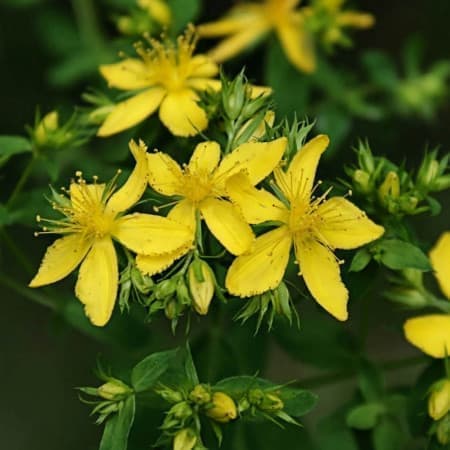 Sementes de Hypericum perforatum (Erva-de-São-João) - 100 sementes