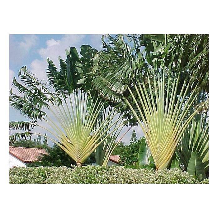 Ravenala (árvore do viajante) (Ravenala madagascariensis)