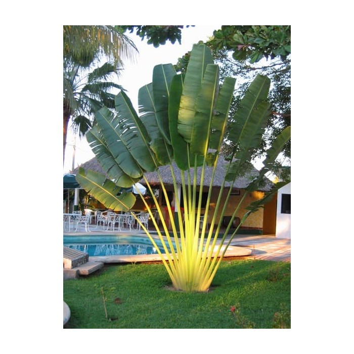 Ravenala (árvore do viajante) (Ravenala madagascariensis)