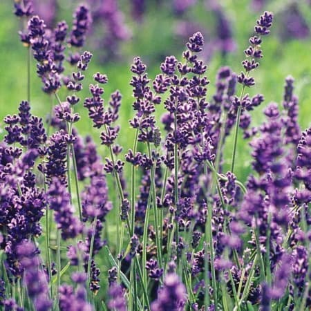 Sementes de Lavandula angustifolia (Lavanda-inglesa) - 20 sementes