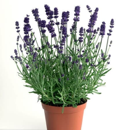 Sementes de Lavandula angustifolia (Lavanda-inglesa) - 20 sementes