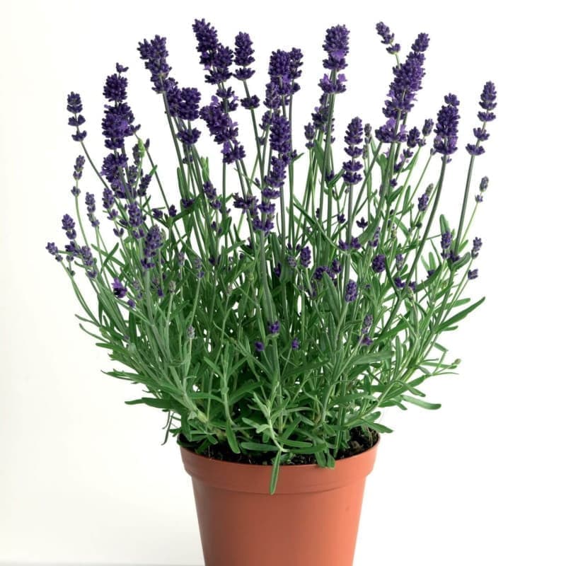 Sementes de Lavandula angustifolia (Lavanda-inglesa) - 20 sementes Sementes de Lavandula angustifolia (Lavanda-inglesa) - 20 sementes