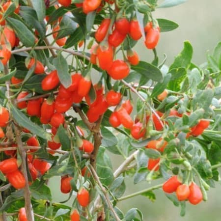 Sementes de Lycium barbarum (Goji Berry) - 20 sementes