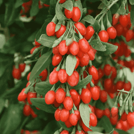 Sementes de Lycium barbarum (Goji Berry) - 20 sementes
