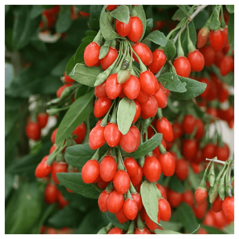 Sementes de Lycium barbarum (Goji Berry) - 20 sementes