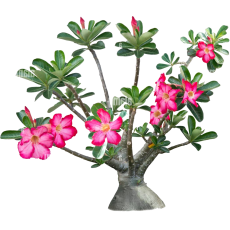 Adenium (Rosa-do-deserto)