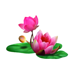 Aquáticas e Bromélias